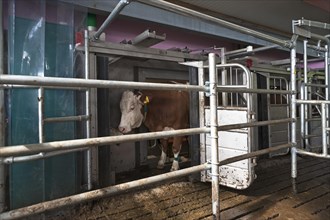 Dairy cow being milked by milking robot in modern barn