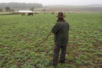 Farmer tending his Salers cattle in meadow
