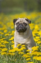 Pug puppy sitting in a dandelion meadow
