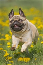 Pug puppy running in a dandelion meadow