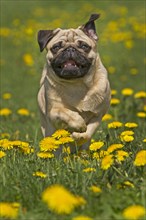 Pug puppy running in a dandelion meadow