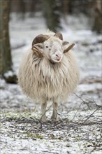 Heidschnucke moorland sheep in winter