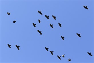 Alpine choughs