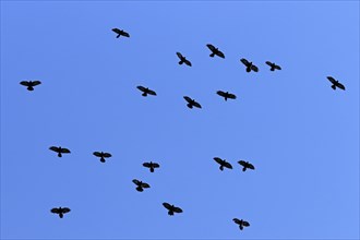 Alpine choughs