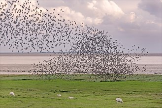 Flock of starlings