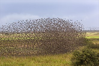 Flock of starlings