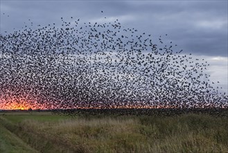Flock of starlings