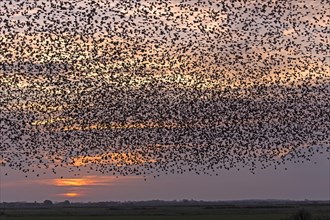 Flock of starlings
