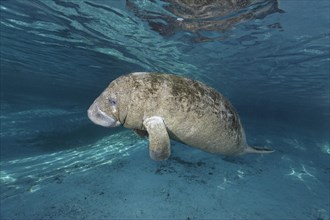 Young West Indian manatee or sea cow