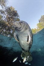 West Indian manatee or sea cow