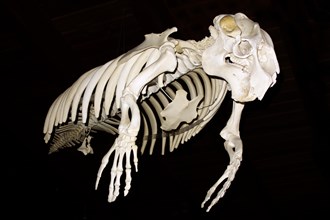 Skeleton of West Indian manatee or sea cow