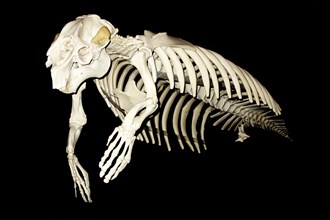 Skeleton of West Indian manatee or sea cow