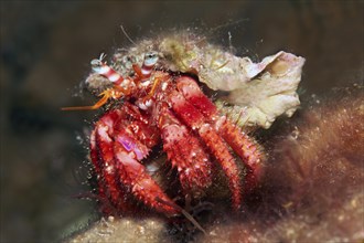 Large red hermit crab