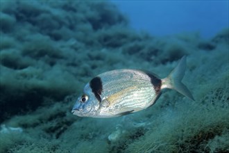 Common two-banded seabream