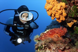 Diver observing a red scorpionfish