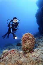 Diver with lamp observing noble pen shell or fan mussel