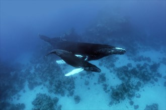 Humpback whale