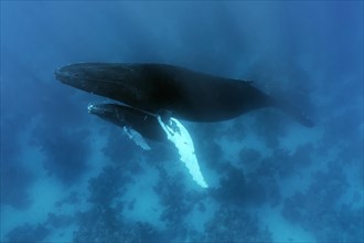 Humpback whale