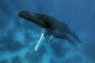 Humpback whale