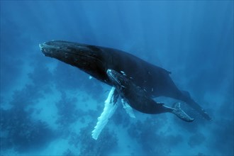 Humpback whale