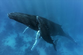 Humpback whale