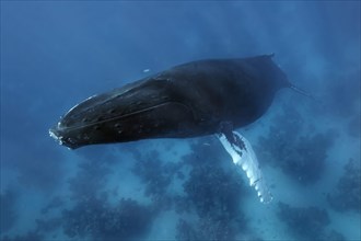 Humpback whale