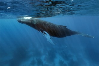 Humpback whale