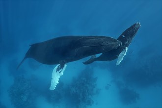 Humpback whale