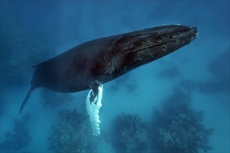 Humpback whale