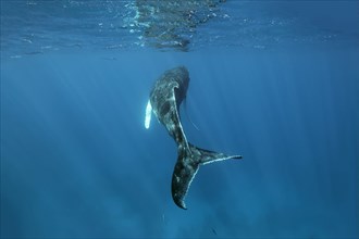 Humpback whale