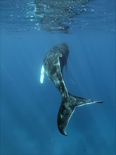 Humpback whale