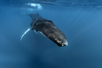 Humpback whale