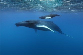 Humpback whale