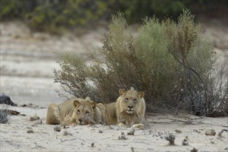 Desert lion