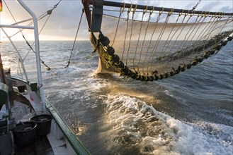 Fishing trip of a crab cutter with net in front of Busum