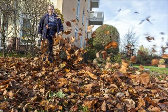 Janitor with leaf blower blowing up leaves in a residential area