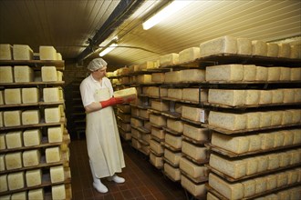 Dairy expert checking cheese on a shelf in the aging cellar of the Sarzbuttel fine cheese dairy