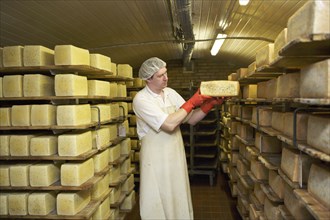 Dairy expert checking cheese on a shelf in the aging cellar of the Sarzbuttel fine cheese dairy