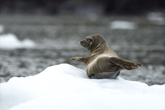 Harbour Seal or Common Seal