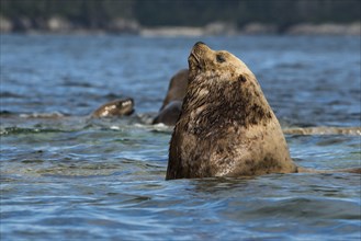 Steller's Sea Lion or Northern Sea Lion