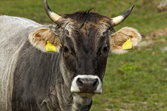 Tyrolean Grey dairy cow