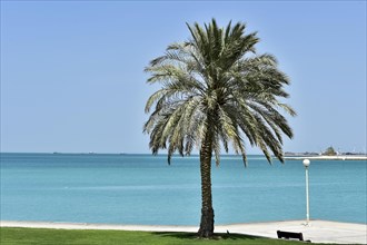 Doha Corniche promenade with a palm