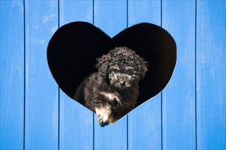 Toy Poodle