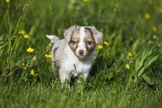 Miniature American Shepherd or Miniature Australian Shepherd or Mini Aussie puppy