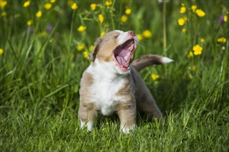 Miniature American Shepherd or Miniature Australian Shepherd or Mini Aussie puppy