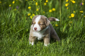 Miniature American Shepherd or Miniature Australian Shepherd or Mini Aussie puppy