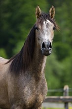 Thoroughbred Arabian horse
