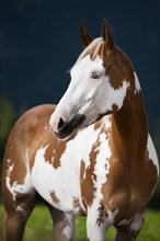 Sorrel Overo Paint Horse with a blue eye
