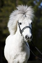 Pony with bridle