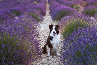 Border Collie sitting in lavender field